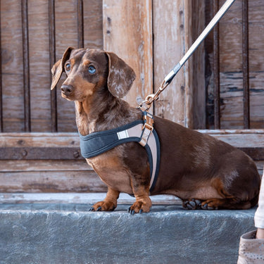 Rogz Urban Fast-Fit Adjustable Dog Harness - OLIVE Medium